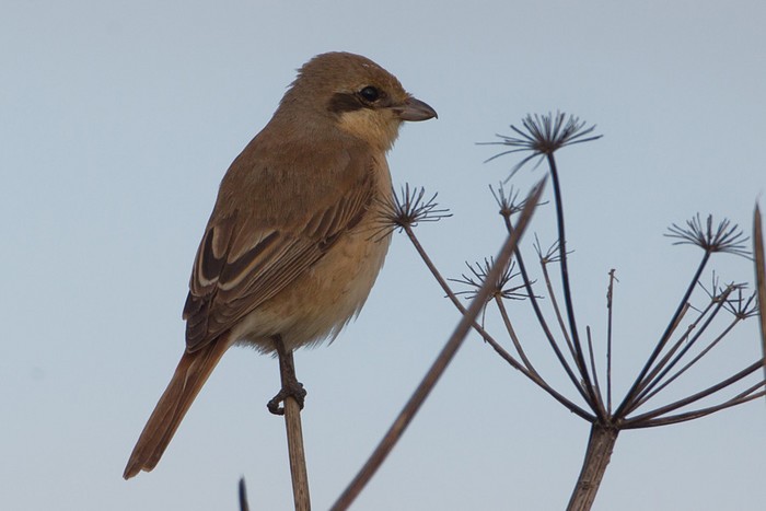 Daurian Shrike