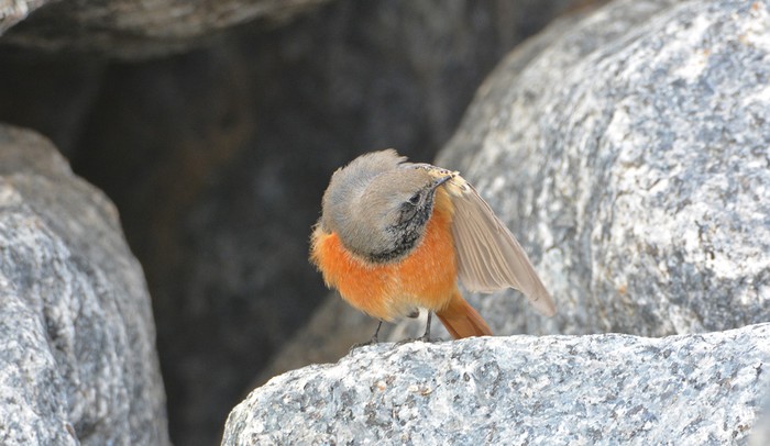 Eastern Black Redstart