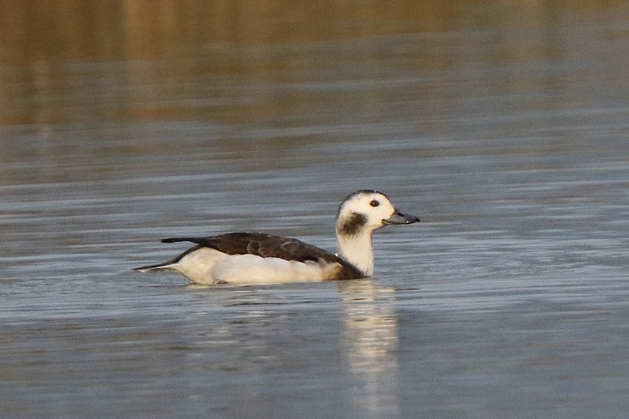 Long-tailed Duck