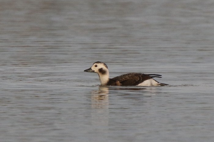 Long-tailed Duck