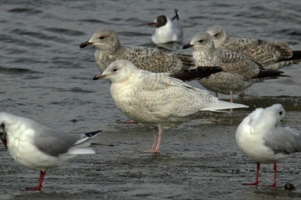 Iceland Gull