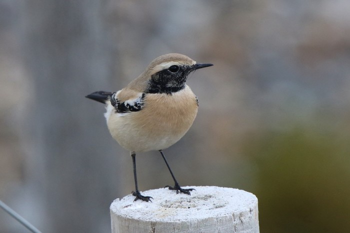 Desert Wheatear
