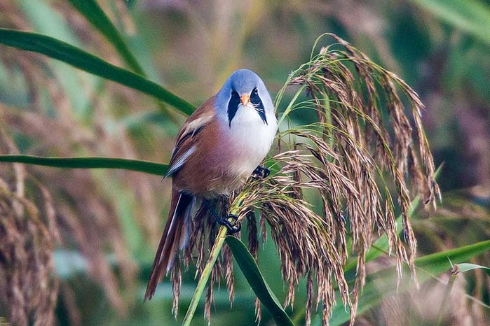 Bearded Tit