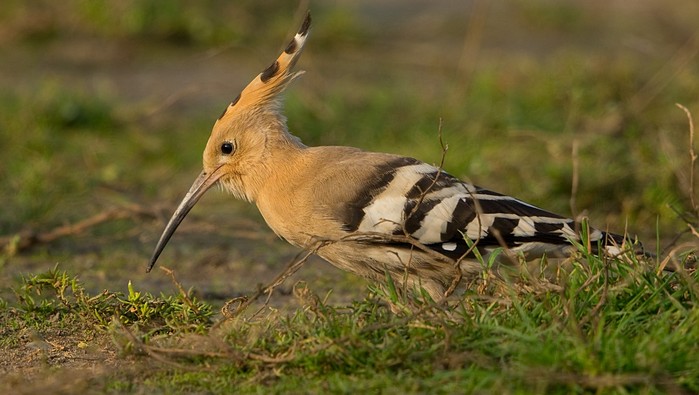Hoopoe