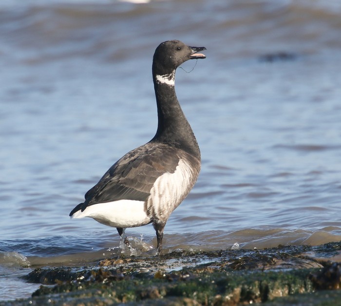 Black Brant