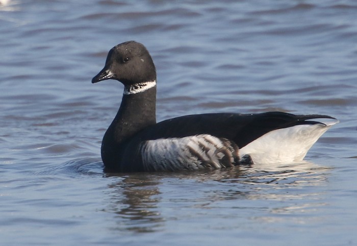 Black Brant