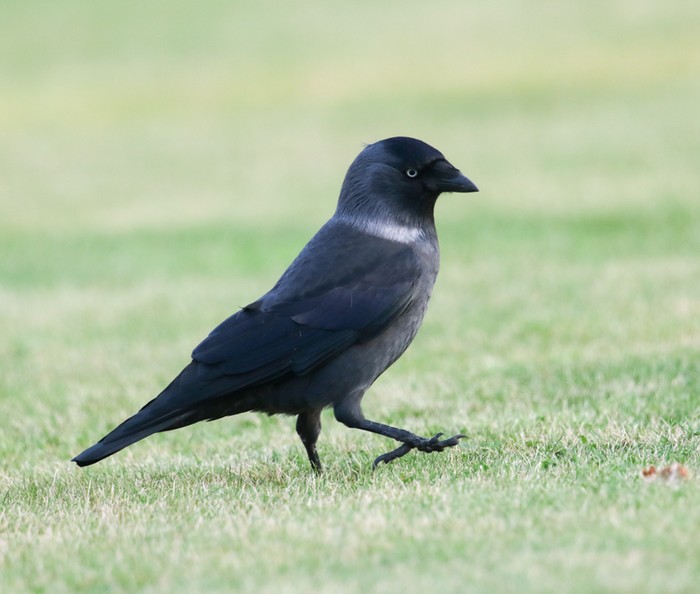 Nordic Jackdaw