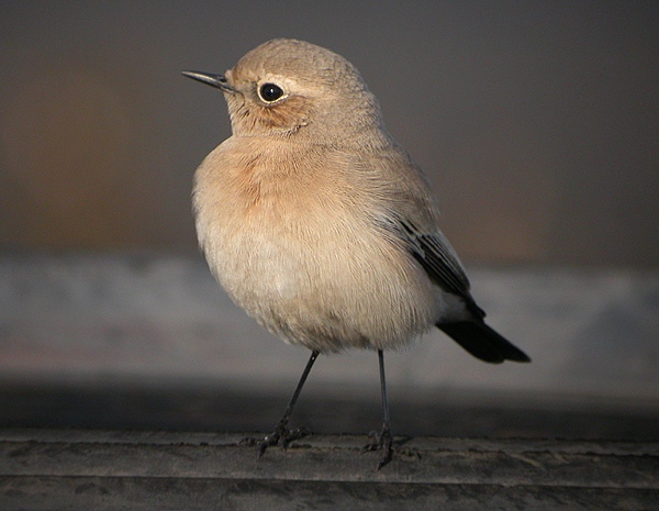 Desert Wheatear