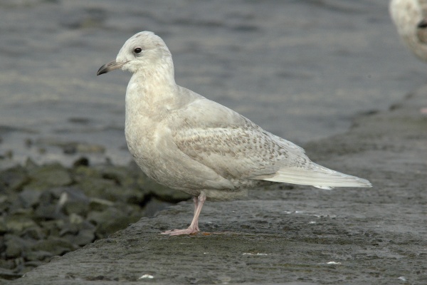 Iceland Gull