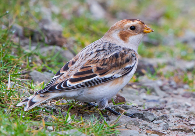 Snow Bunting