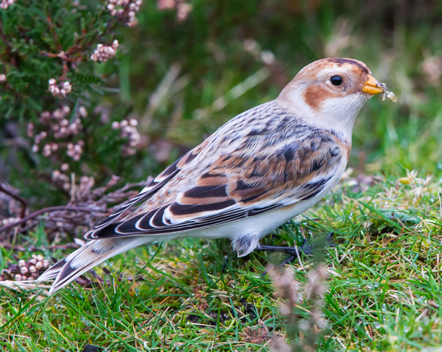 Snow Bunting