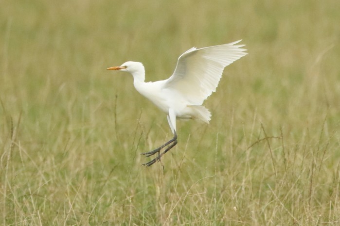 Cattle Egret