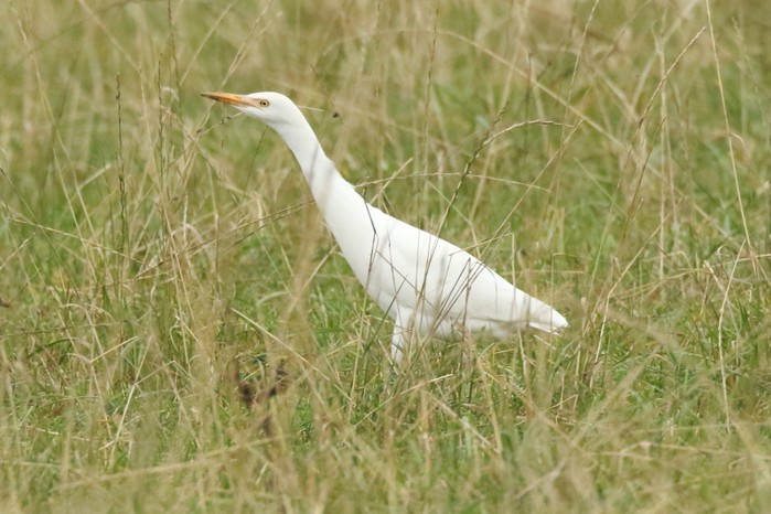 Cattle Egret