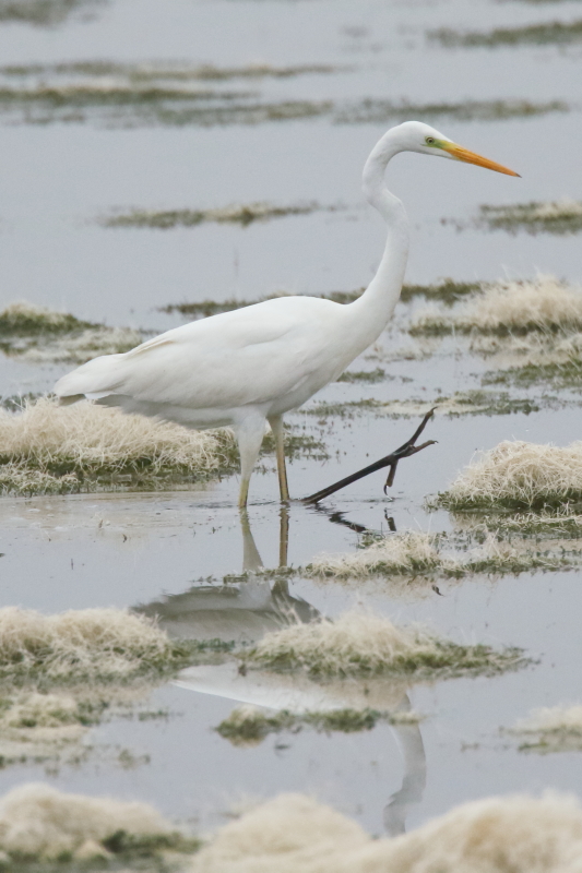 Great White Egret