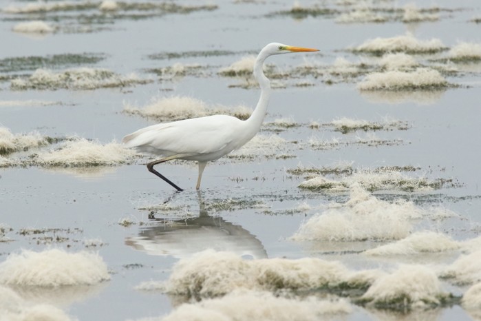 Great White Egret