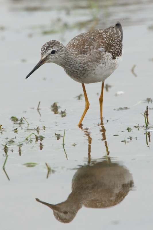 Lesser Yellowlegs