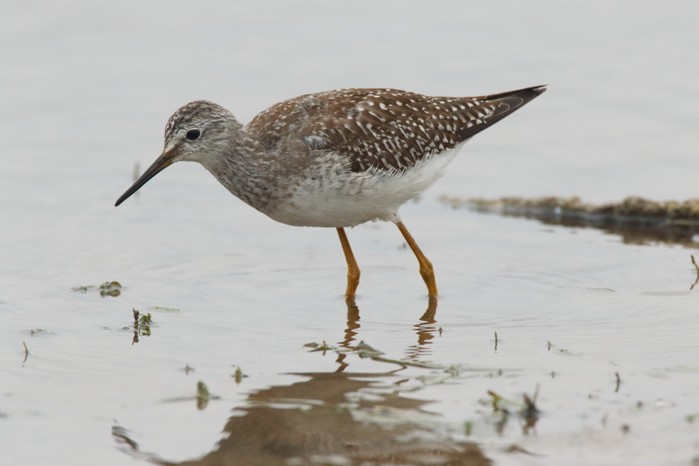 Lesser Yellowlegs