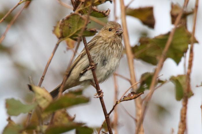 Common Rosefinch