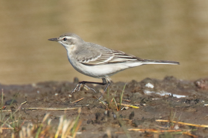Eastern Yellow Wagtail