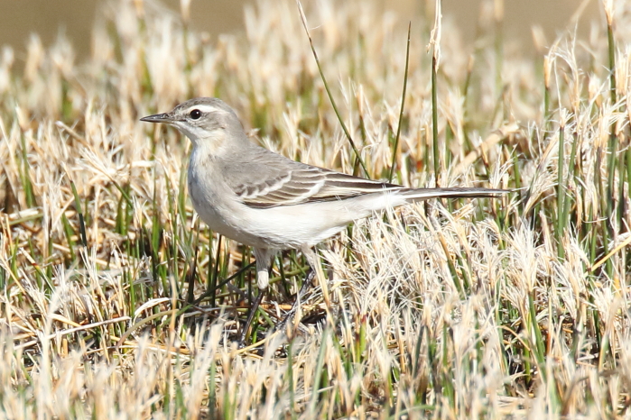 Eastern Yellow Wagtail