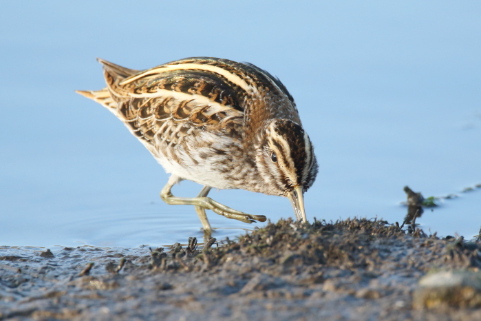 Jack Snipe