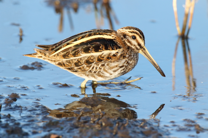 Jack Snipe