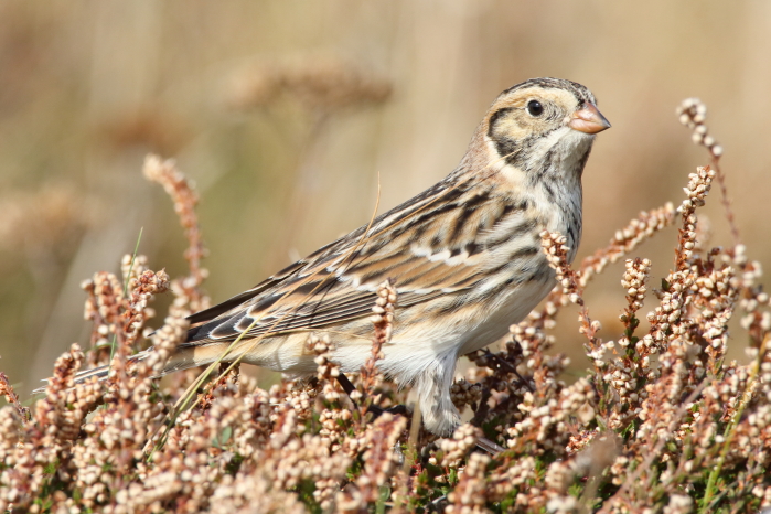 Lapland Bunting