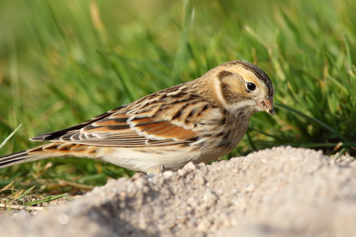 Lapland Bunting