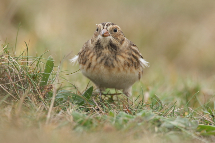 Lapland Bunting
