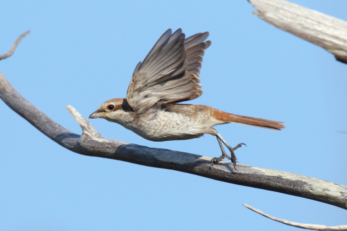 Red-backed Shrike
