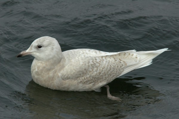 Iceland Gull