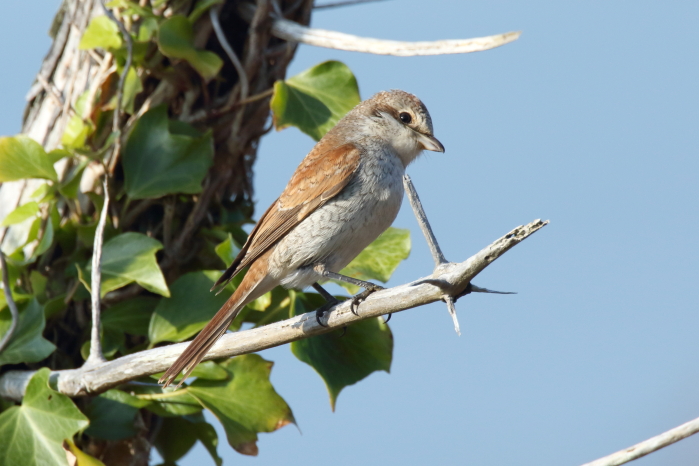 Red-backed Shrike