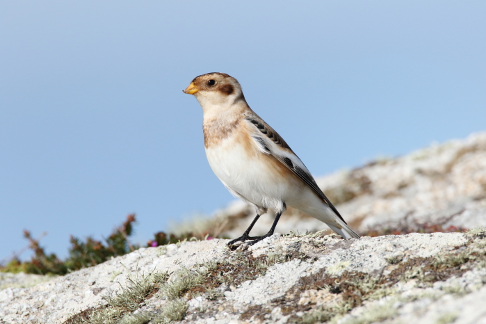 Snow Bunting