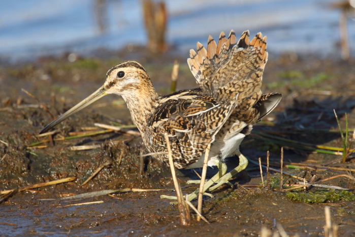 Snipe