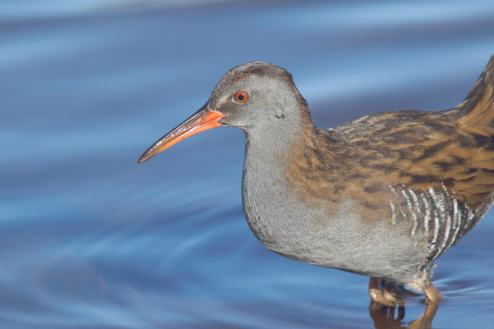 Water Rail