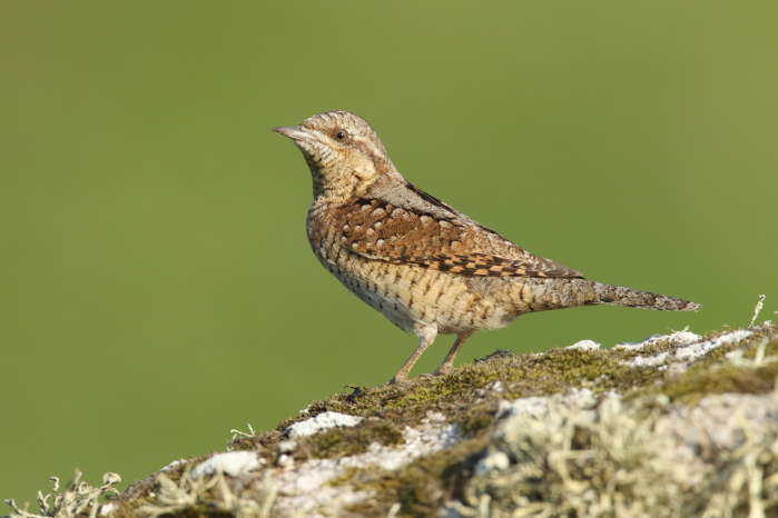 Wryneck