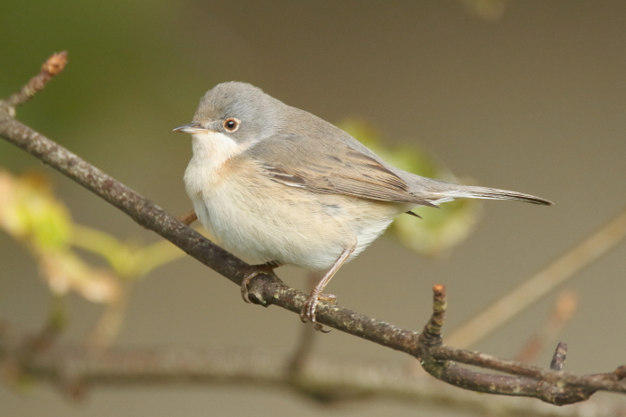 Western Subalpine Warbler