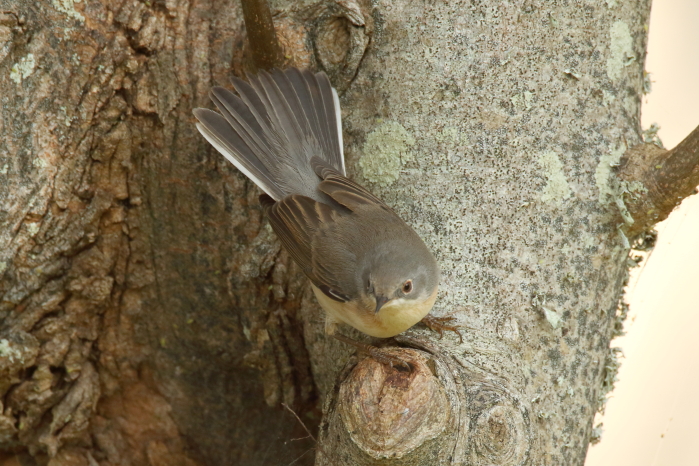 Western Subalpine Warbler