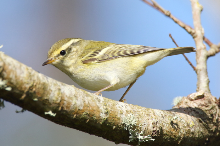 Yellow-browed Warbler