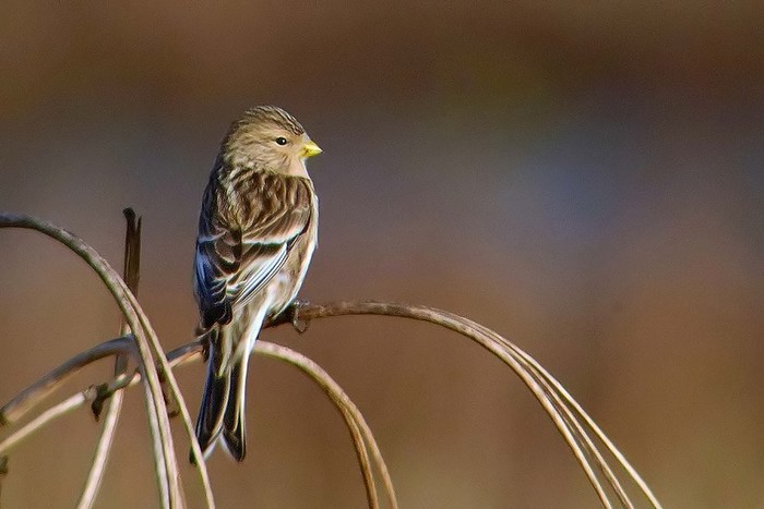 Twite