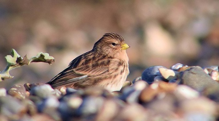 Twite