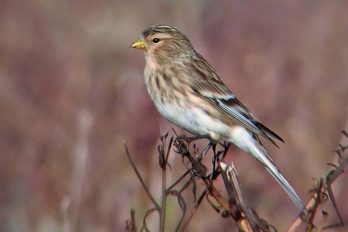 Twite