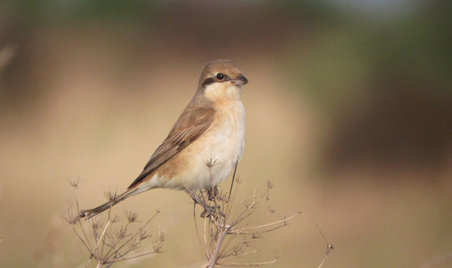 Daurian Shrike
