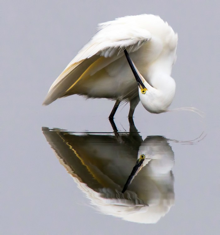Little Egret