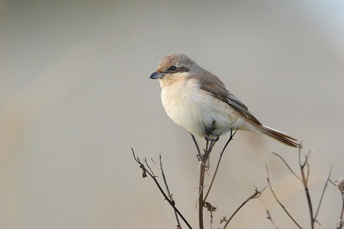 Daurian Shrike