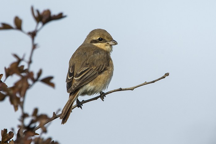 Daurian Shrike