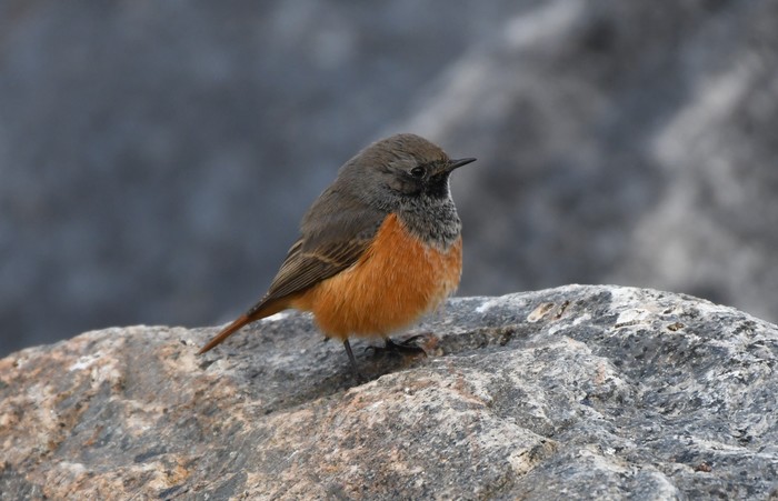 Eastern Black Redstart