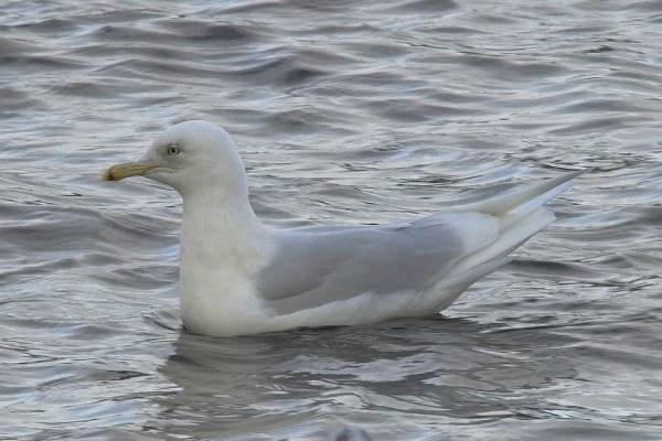Iceland Gull