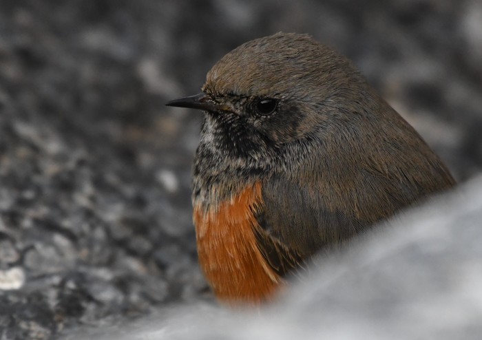 Eastern Black Redstart