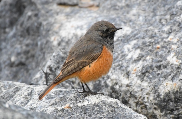 Eastern Black Redstart